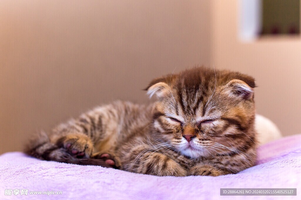 猫猫