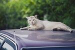 猫猫