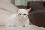 猫猫