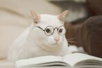 猫猫