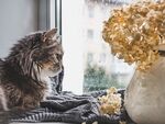 猫猫