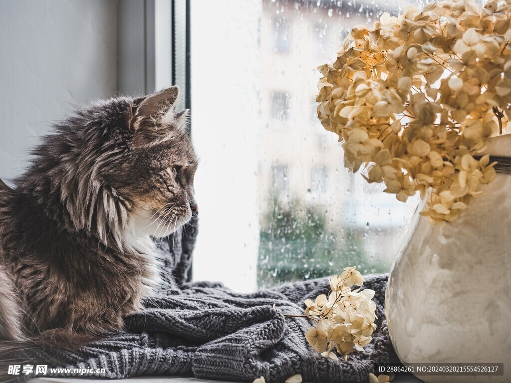 猫猫