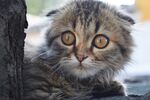猫猫