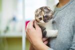 猫猫