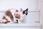 猫猫