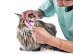 猫猫