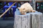 猫猫
