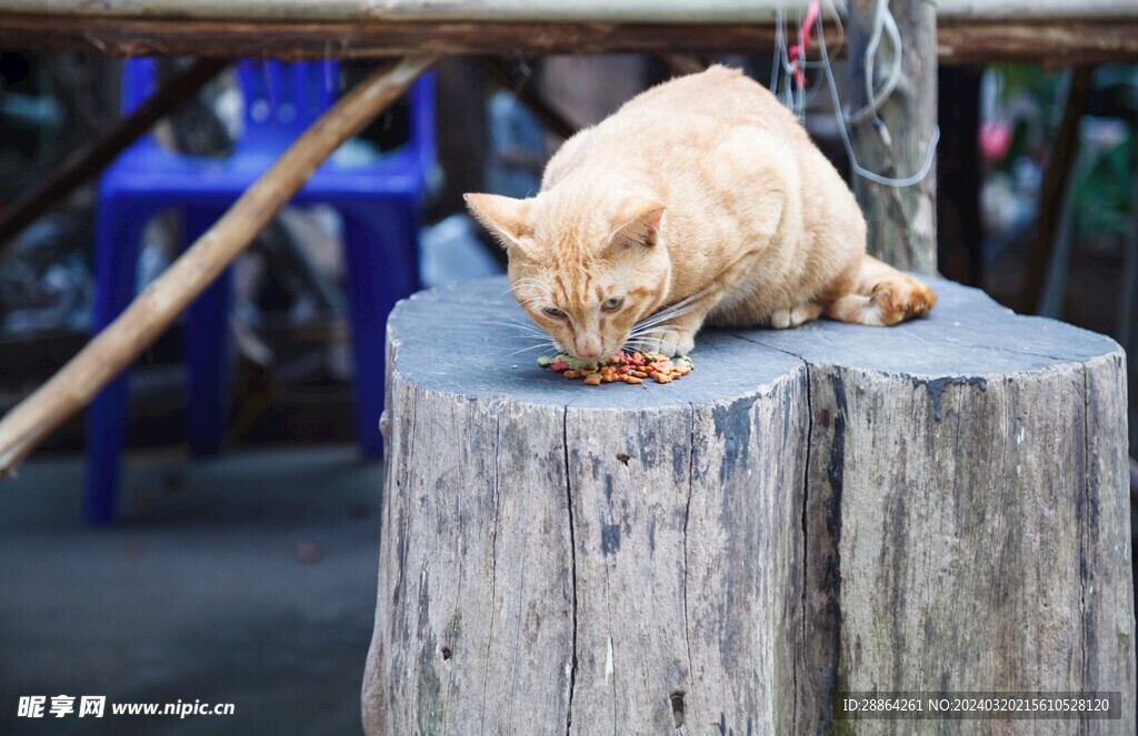 猫猫