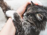 猫猫