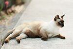 猫猫