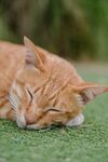 猫猫