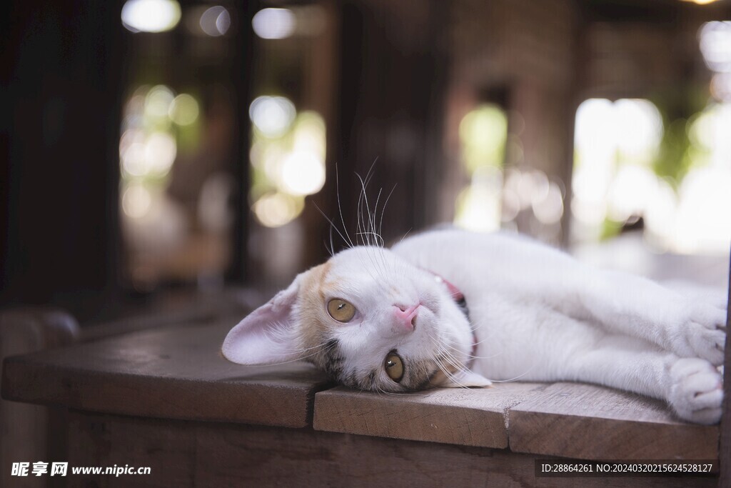 猫猫