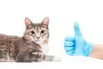 猫猫