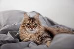 猫猫