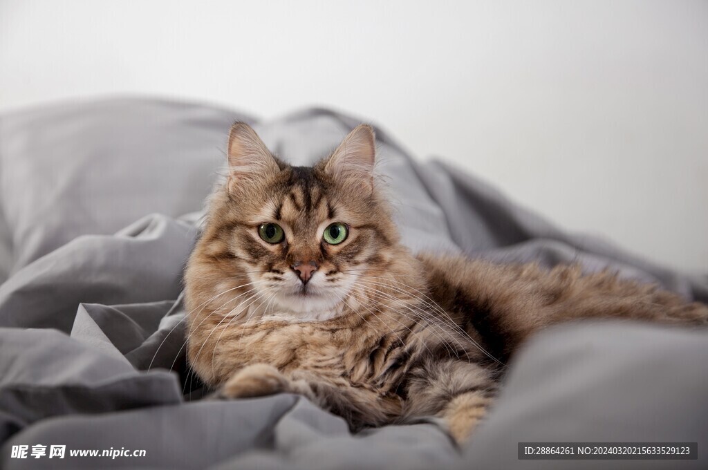 猫猫