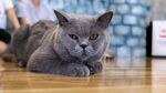 猫猫