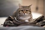 猫猫