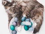 猫猫