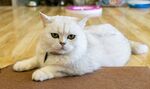 猫猫