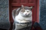 猫猫