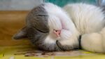 猫猫