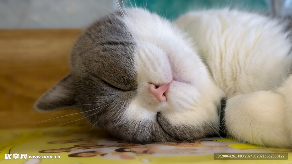猫猫