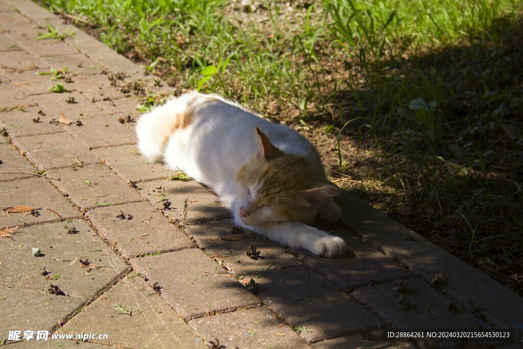 猫猫
