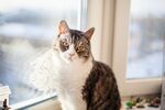 猫猫