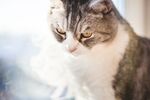 猫猫