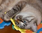 猫猫