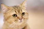 猫猫