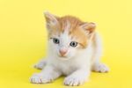 猫猫