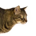 猫猫