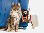猫猫