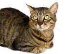 猫猫
