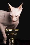 猫猫