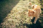 猫猫