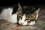 猫猫