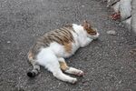 猫猫