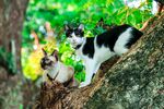 猫猫