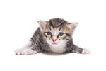 猫猫