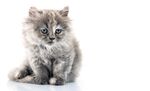 猫猫