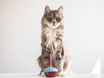 猫猫