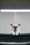 猫猫