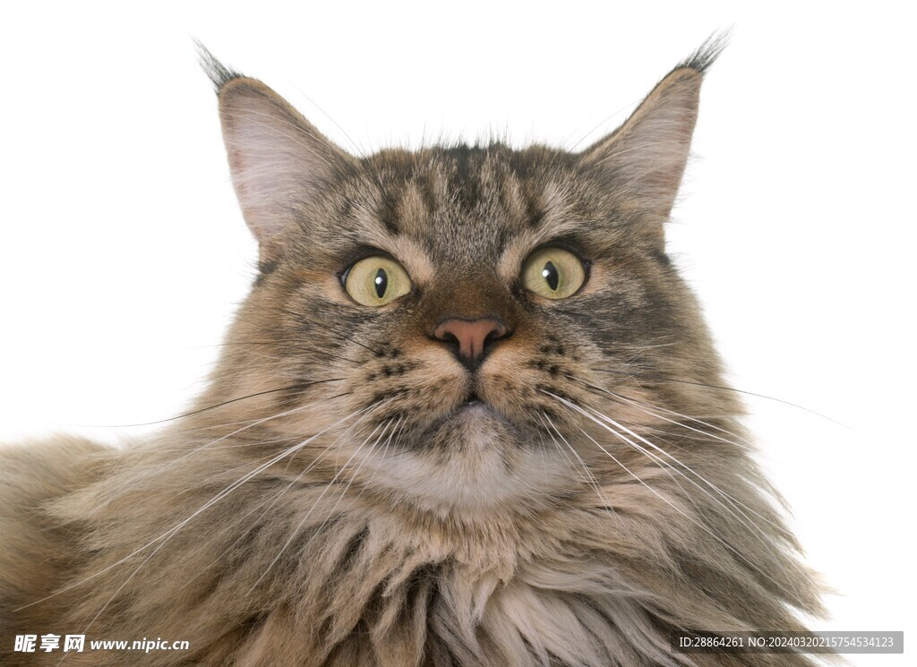 猫猫