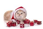 猫猫