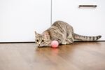 猫猫