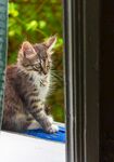 猫猫