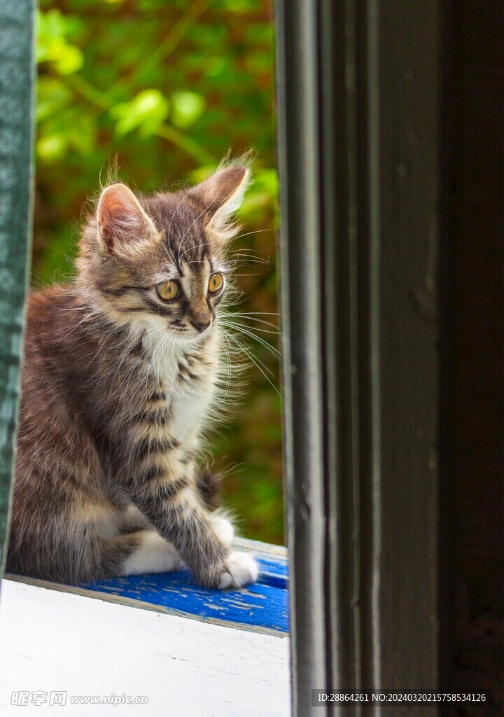 猫猫