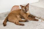 猫猫